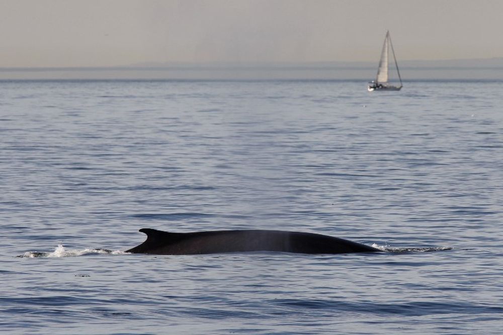 Male Mountain Gorillas are pictured in the Sabyinyo Mountains of Rwanda in this file photo taken on December 27, 2014. u00e2u20acu201d AFP pic