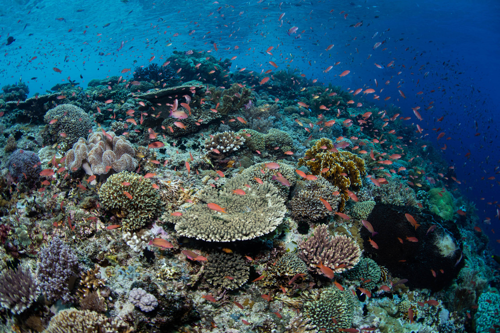 Indonesia has one of the most extensive coral reef systems in the world and more people live close to reefs than anywhere else on the planet, according to the Coral Reef Alliance. u00e2u20acu201d Velvetfish/IStock.com pic via AFP
