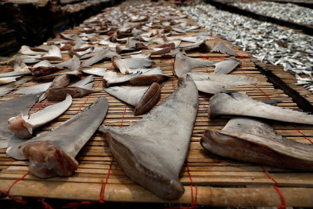 Shark fins being dried in Jakarta, Indonesia. An estimated 100 million sharks are caught each year. u00e2u20acu201d Reuters pic 