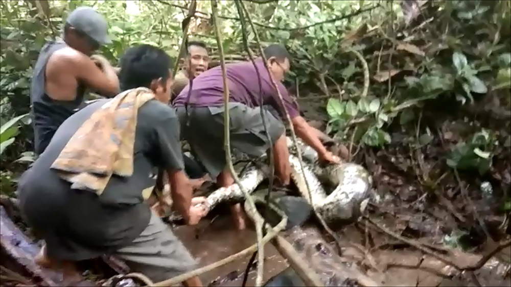 A video grab shows villagers trying to capture a large python in Padang Pariaman, in West Sumatra November 24, 2018. A group of Indonesian villagers were looking to catch some eels, but they got an eight-metre-long python instead. u00e2u20acu201d AFP pic