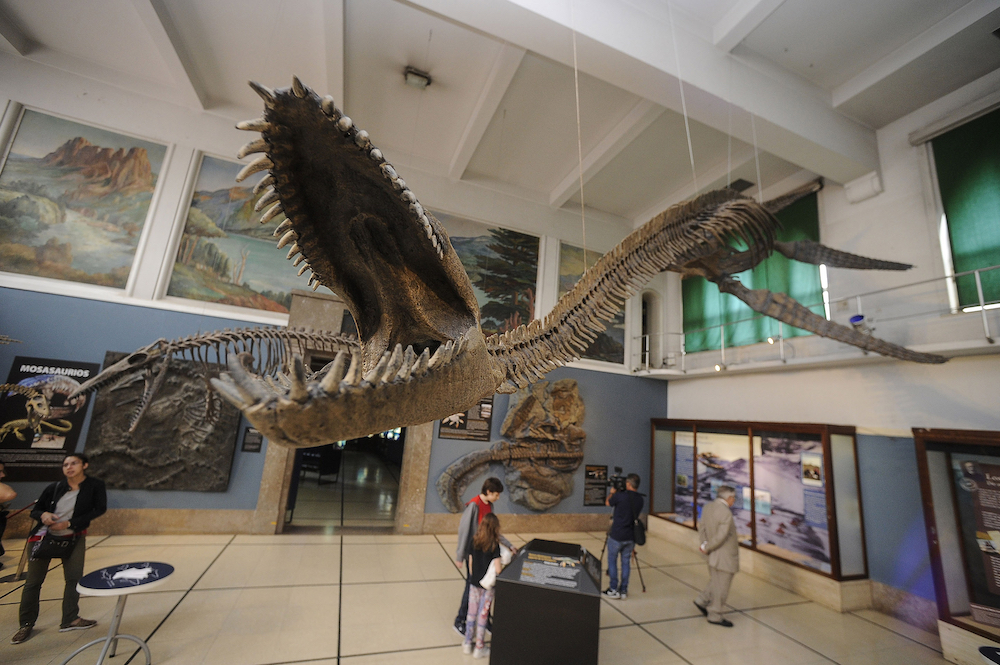 The skeleton of a giant plesiosaurus (Reptilia, Sauropterygia), an extinct marine reptile discovered in cretaceous rocks near El Calafate, Santa Cruz province, Argentina. u00e2u20acu201d AFP pic