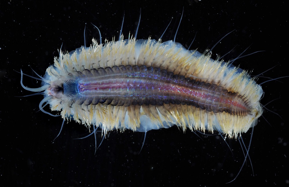 A handout picture released by British Antarctic Survey (BAS) on February 21, 2018, shows a creature found in the exposed deep sea during a BAS research cruise in Antarctica in 2015. u00e2u20acu2022 AFP pic       