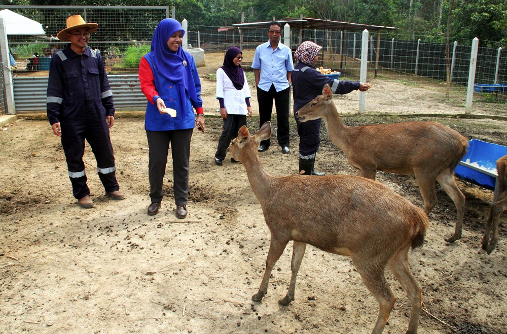 Johor Veterinary Services director Dr Aida Muhit (second left) at the Qu00e2u20acu2122Din Deer Farm in Kampung Sagil, Tangkak December 11, 2018.u00c2u00ac u00e2u20acu201d Bernama pic