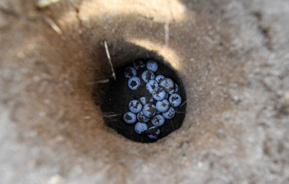 Hawkbills turtle eggs are seen in a hole at a hatchery on Sistersu00e2u20acu2122 Island Marine Park in Singapore September 29, 2018. u00e2u20acu201d AFP pic