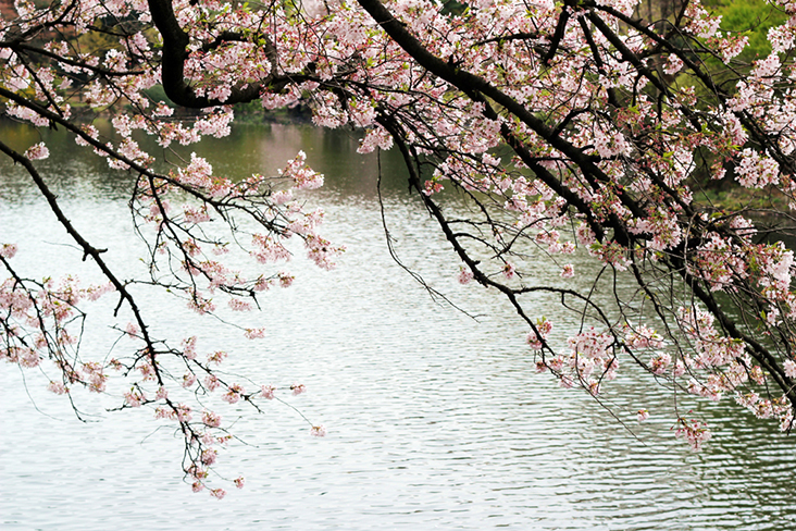 Springtime means sakura or cherry blossoms