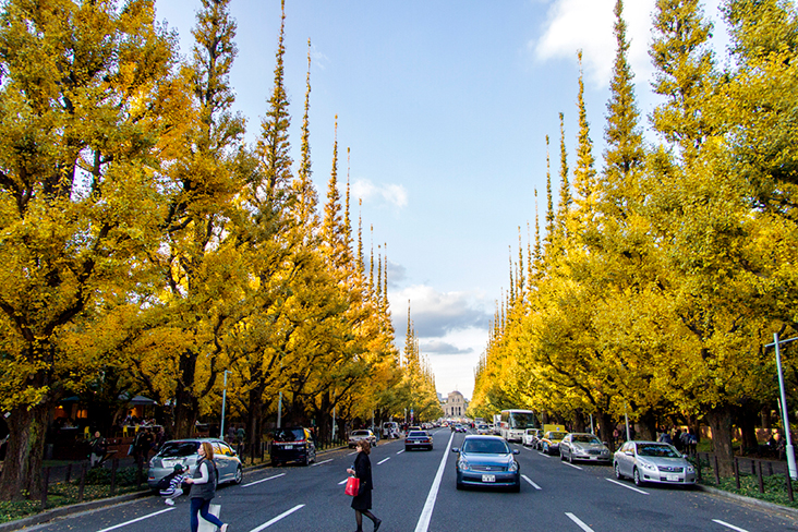 Tokyo’s famous Ginkgo Avenue turns a stunning canary yellow during autumn