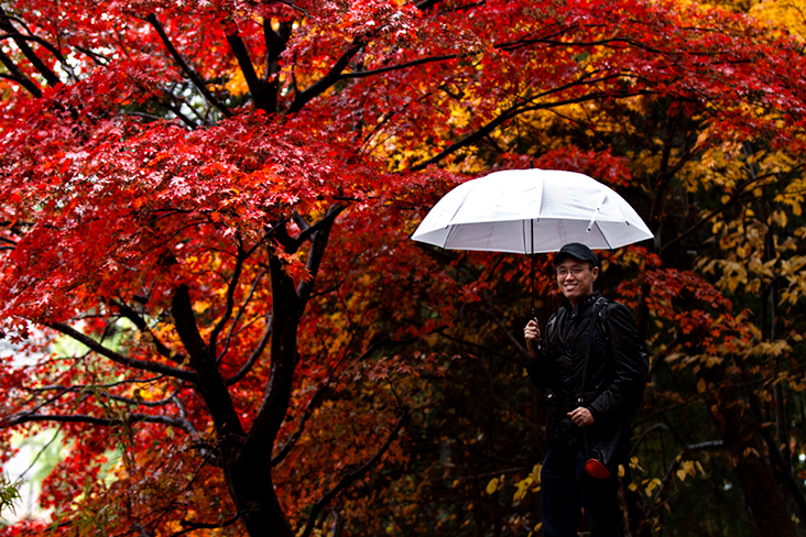 Don’t forget your umbrella so you may enjoy momigari (“red leaf hunting”) even when it rains!