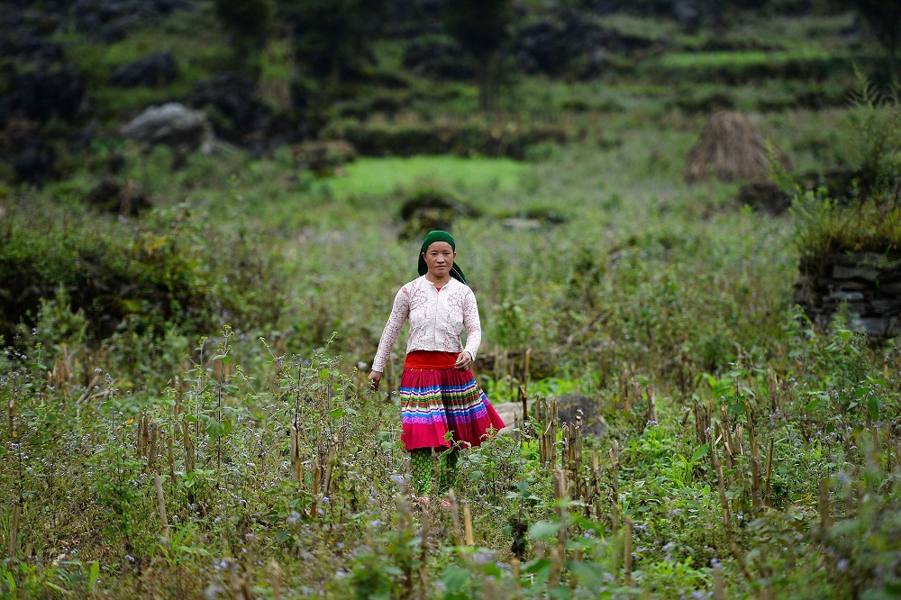 This picture taken on October 27, 2018, shows Vu Thi Dinh walking in the fields near her house in Meo Vac, a mountainous border district between Vietnamu00e2u20acu2122s Ha Giang province and China. u00e2u20acu201d AFP pic 