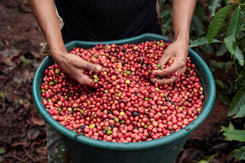 A worker shows recently harvested robusta coffee fruits at a plantation in Nueva Guinea, Nicaragua December 30, 2017. u00e2u20acu201d Reuters pic       