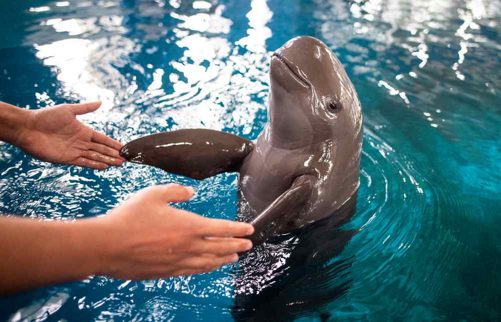 A Yangtze finless porpoise playing with a worker in a pool at Baiji dolphinarium in Wuhan November 10, 2018. u00e2u20acu201d AFP pic 