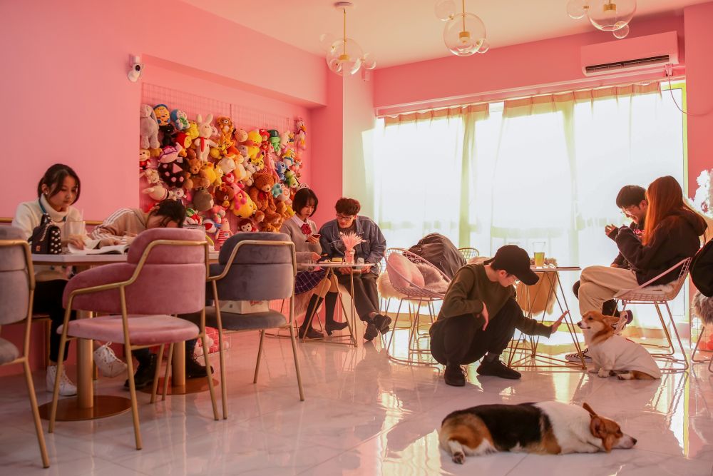 Welcome to Hello Corgi Cafe, the latest coffee shop in China populated with pets that clients can caress while drinking coffee or tea. u00e2u20acu201d AFP pic