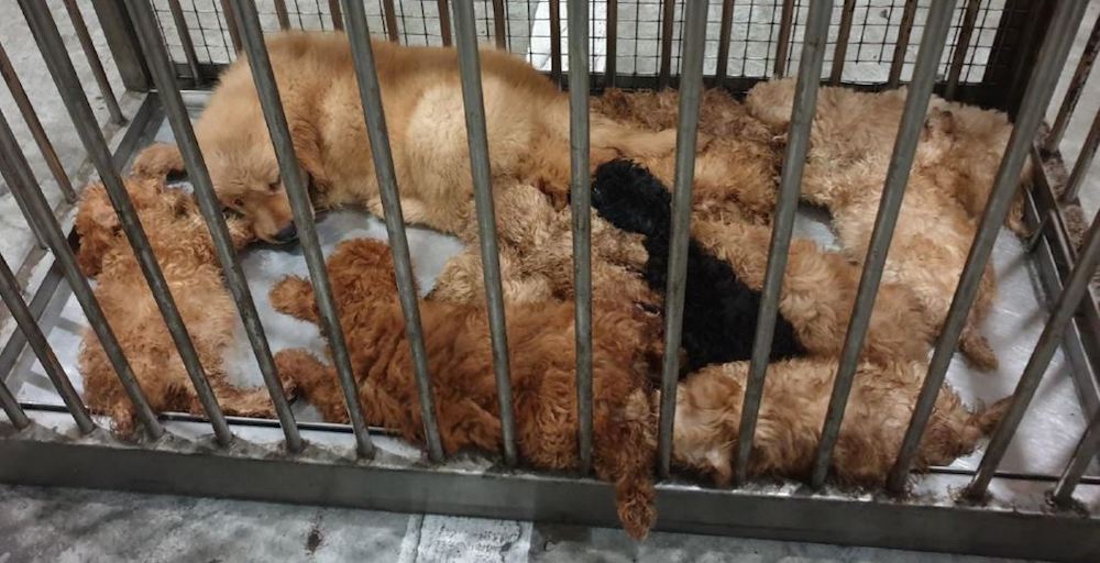 A total of 12 puppies were retrieved from the car. u00e2u20acu201d Handout via TODAY