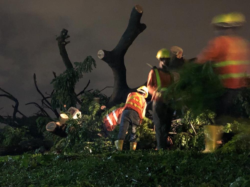 Workers clearing a tree that fell near a fishing pier at Sembawang Park this evening. u00e2u20acu201d TODAY pic