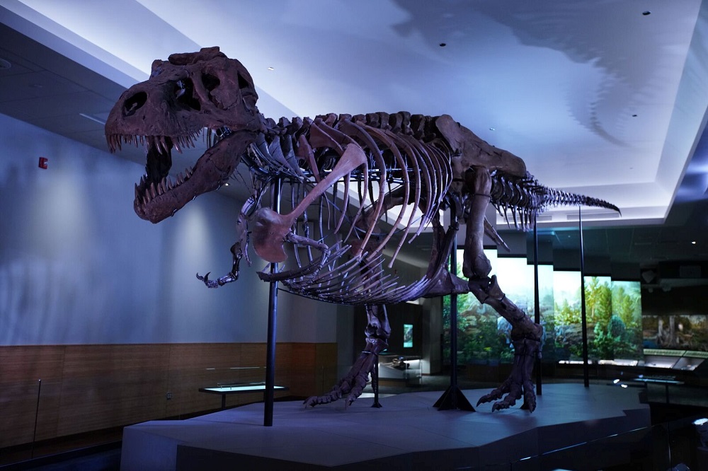 The Tyrannosaurus rex dubbed Sue is pictured in its new exhibition suite at the Field Museum in Chicago in this photo released on December 18, 2018 courtesy Martin Baumgaertner/The Field Museum. u00e2u20acu201d Reuters pic        