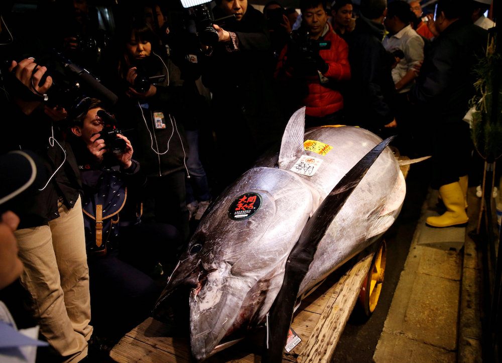 Journalists film a 278kg bluefin tuna, priced with a u00c2u00a5333,600,000 (RM12.7 million) bid is pictured in front of sushi restaurants Sushi Zanmai in Tokyo, Japan, January 5, 2019. u00e2u20acu201d Reuters pic