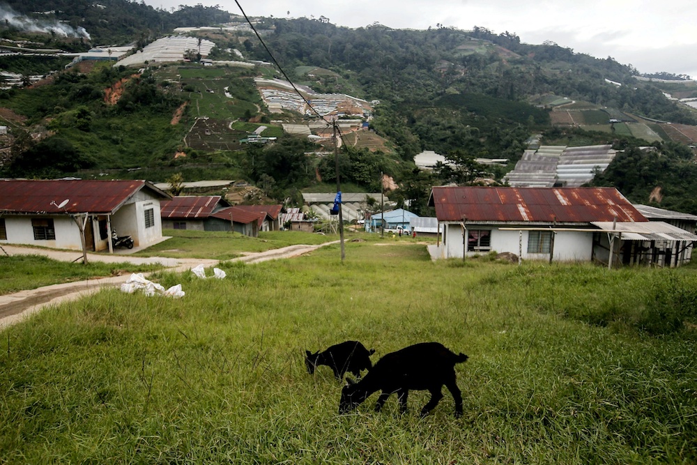 Kampung Orang Asli Sungai Tiang in Cameron Highlands. u00e2u20acu201d Picture by Farhan Najib