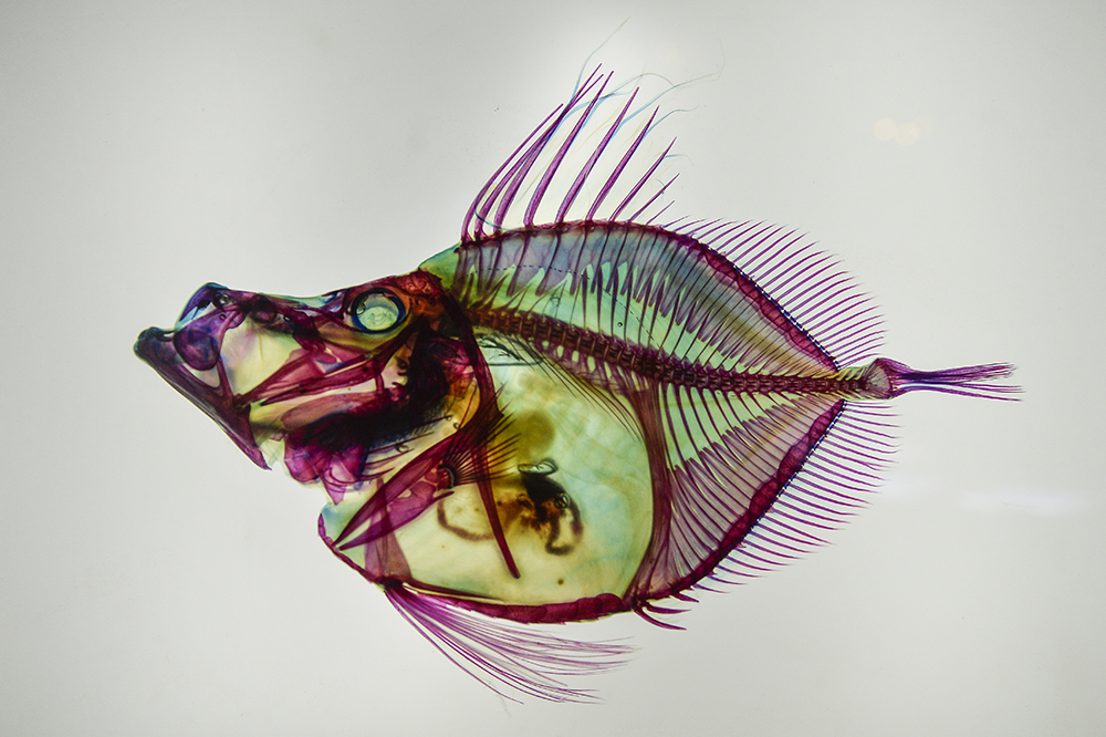 One of the specimens on display at Aquaria KLCC’s Transparent Fish Exhibition.