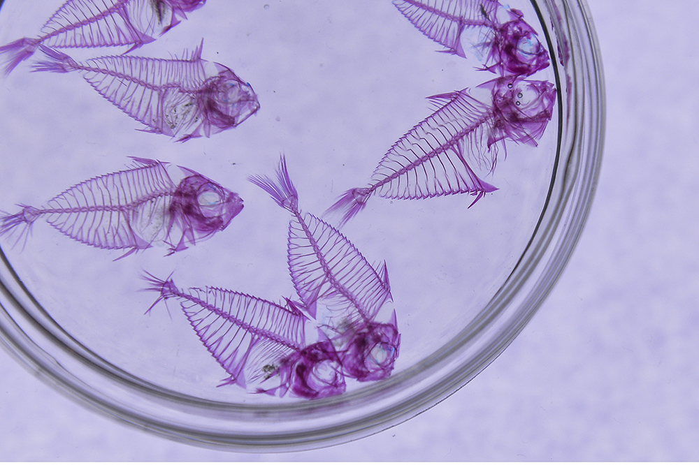 Special chemicals were used to stain the fish skeletons and achieve the final effect.