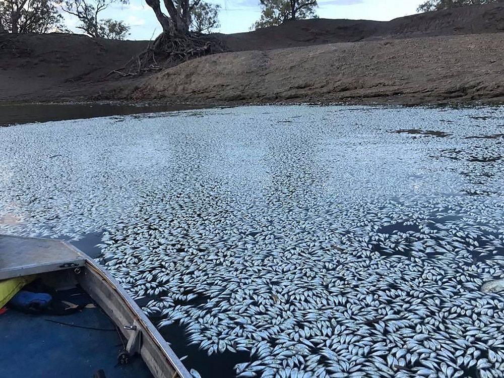 This handout photograph taken and received from Robert Gregory on January 29, 2019 shows scores of dead fish floating on the Darling river in Menindee. u00e2u20acu201d Robert Gregory/AFP pic   