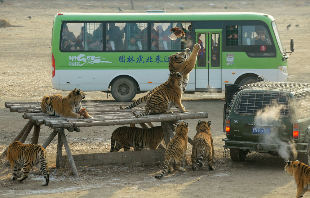 Visitors watch from a bus as Siberian tigers try to catch a chicken at the Siberian Tiger Park in Harbin, Heilongjiang province, China December 27, 2011. u00e2u20acu201d Reuters pic 