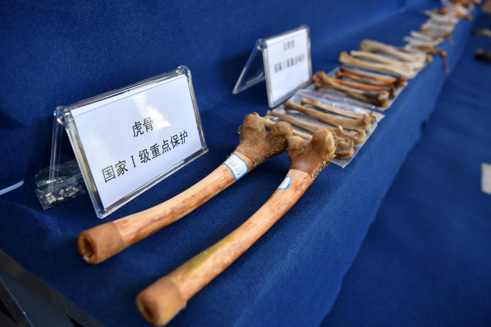 Tiger bones and products made from endangered animals seized by Kunming Forest Police are displayed during a news conference in Kunming, Yunnan province, China November 23, 2018. — Liu Ranyang/CNS via Reuters pic