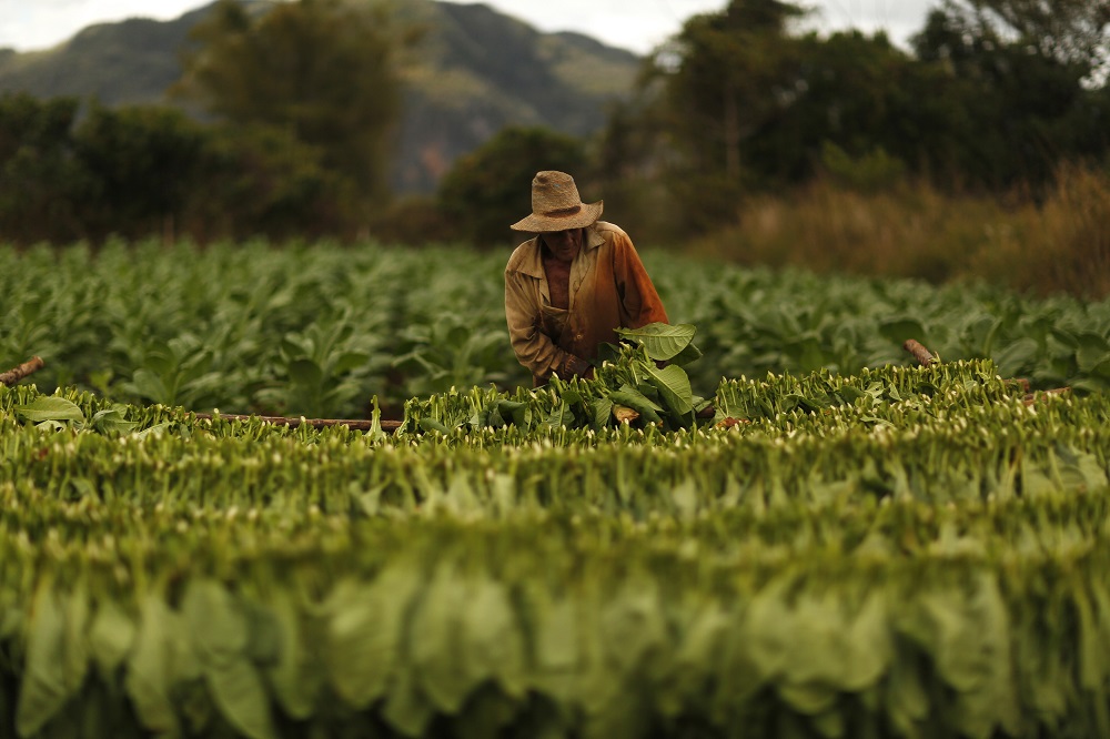 A farmer harvests tobacco leaves at a plantation in the valley of Vinales, in the western Cuban province of Pinar del Rio January 27, 2015. u00e2u20acu201d Reuters pic