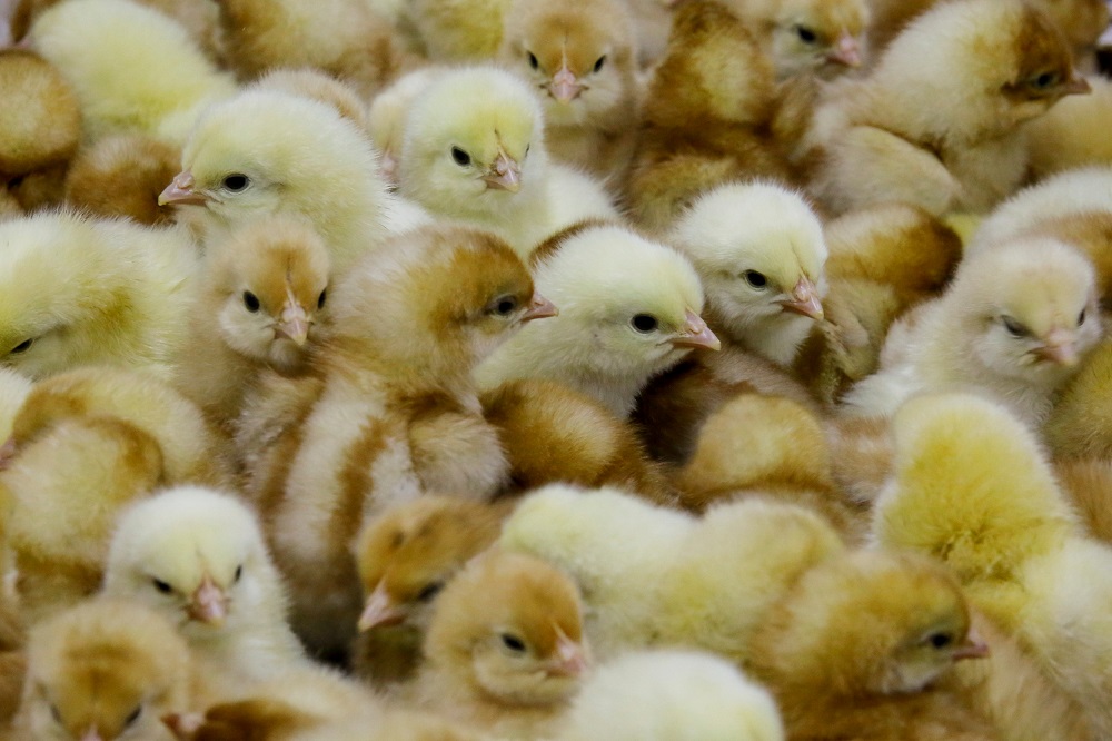 Recently hatched chicks sit in a crate at the Huayu hatchery in Handan, Hebei province, China June 25, 2018. u00e2u20acu201d Reuters pic     