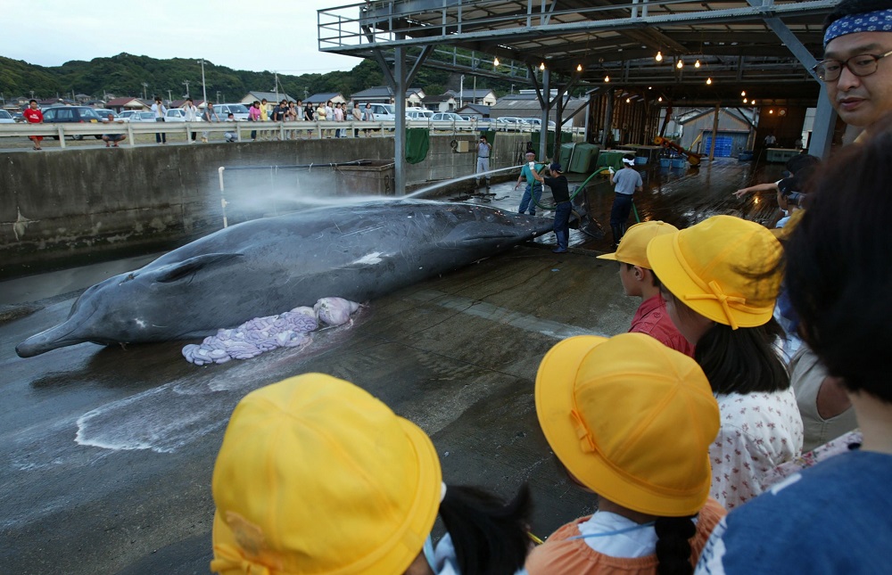 This picture taken on July 12, 2004, shows school children watching fishermen dissecting a Bairdu00e2u20acu2122s beaked whale at Wada port in Minamiboso, Chiba Prefecture u00e2u20acu201d AFP pic
