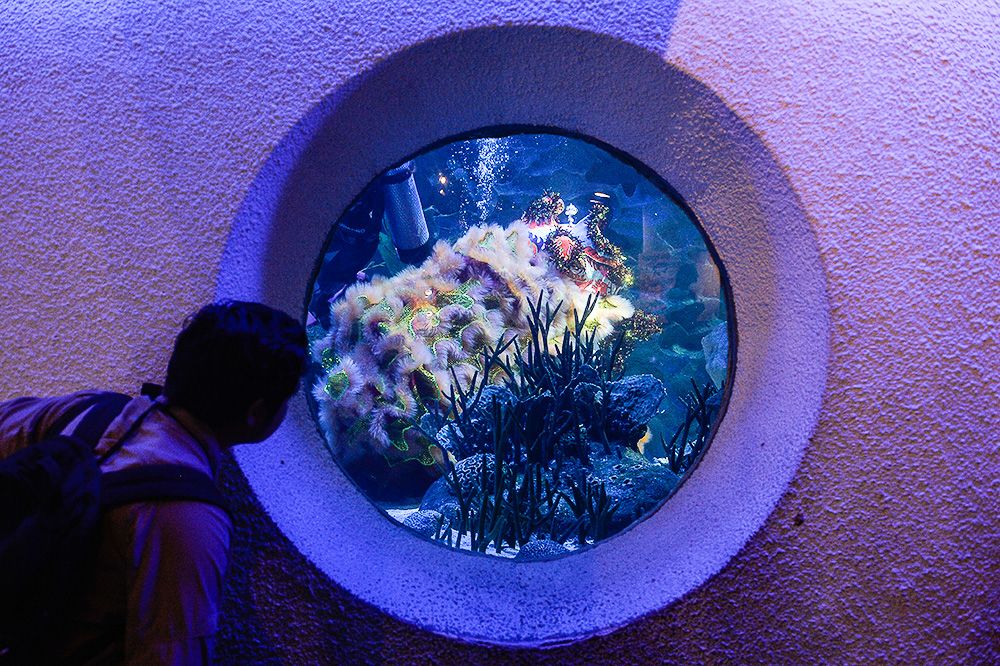 A visitor looks into the tank as the lion dancers get ready for their performance.