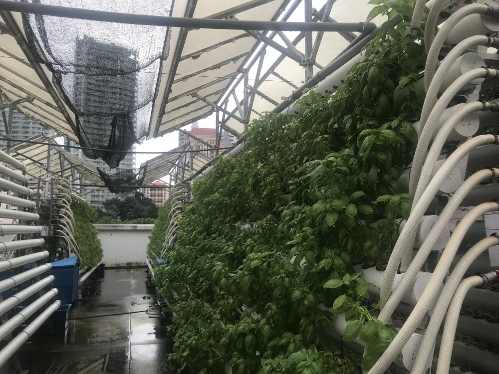 A small farm on top of a mall on Singapore’s Orchard Road grows herbs and leafy greens in a high-tech urban farming model that could improve the city’s food security November 13, 2018. — Thomson Reuters Foundation pic  
