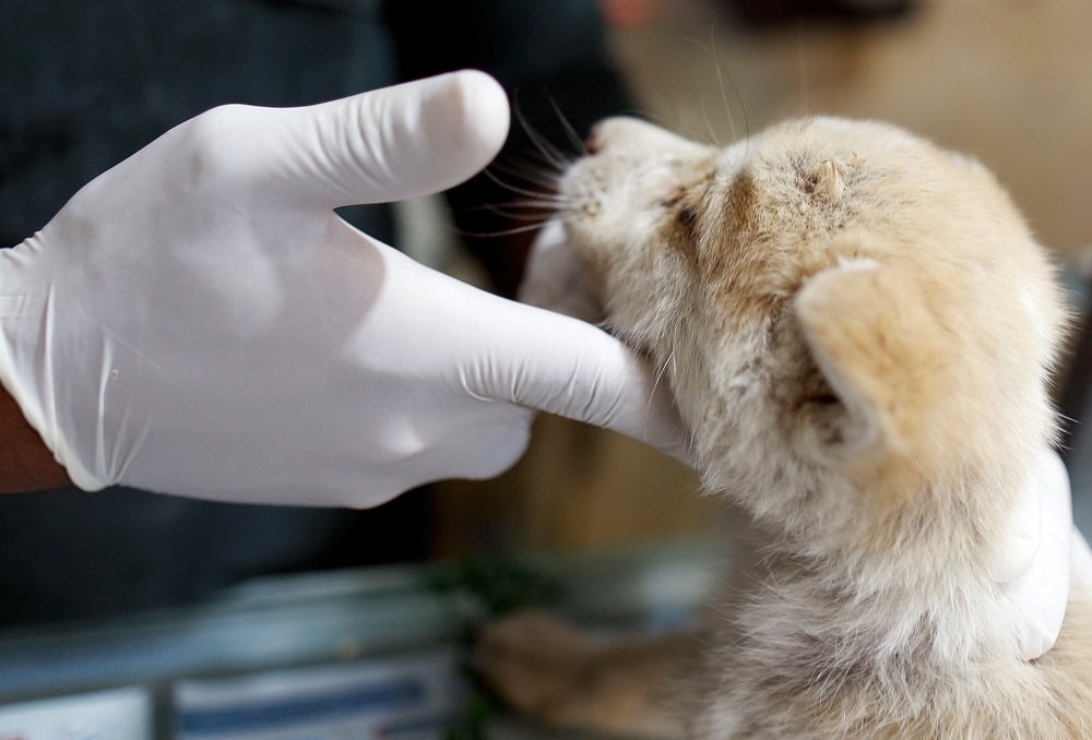 Veterinarian Murad Jamal checks a dog at his veterinary clinic in Sanaa, Yemen January 20, 2019. u00e2u20acu201d Reuters pic    
