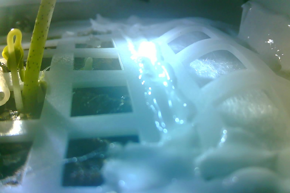 This handout photograph taken on January 12, 2019 and received from Chongqing University on January 15 shows a cotton sprout (left) growing in an experiment inside the Chang'e-4 moon probe on the far side of the moon. u00e2u20acu201d AFP pic 