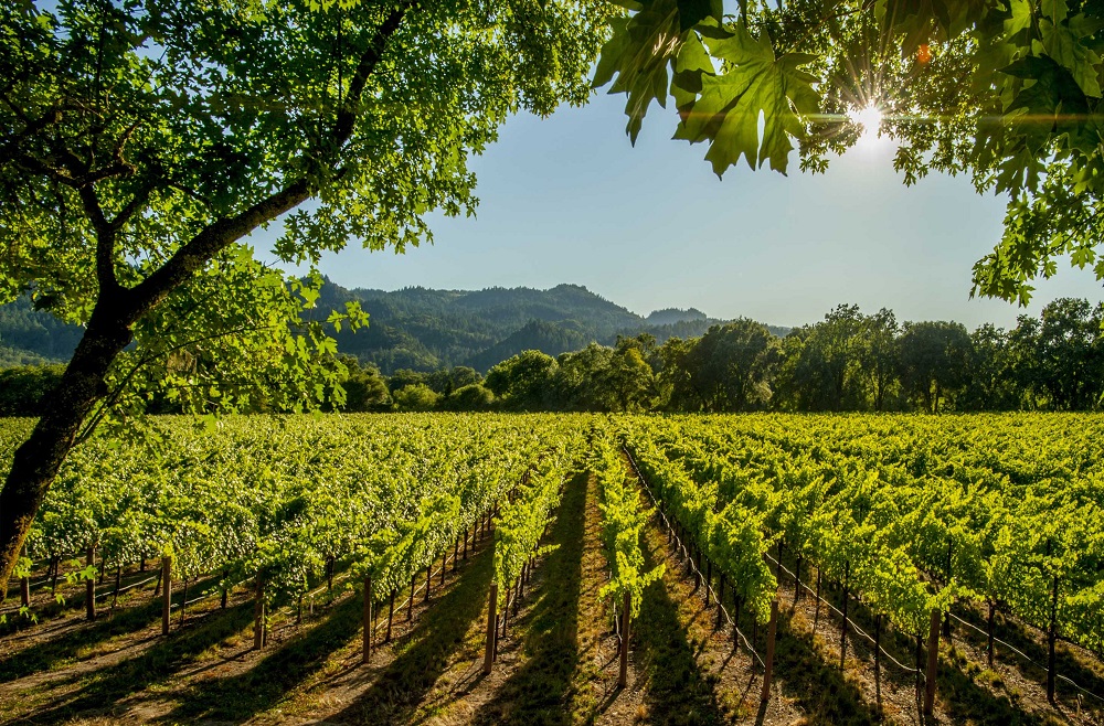u00e2u20acu02dcWine Enthusiastu00e2u20acu2122 has released their picks of the top 10 wine destinations of 2019. u00e2u20acu201d AFP pic