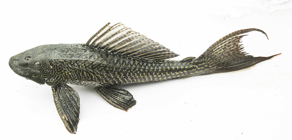 The ikan bandaraya or Amazon sailfin catfish, which is native to South America, is posing a threat  to Malaysia’s river systems and indigenous fish species. — Picture courtesy of the Malaysian Nature Society (MNS)