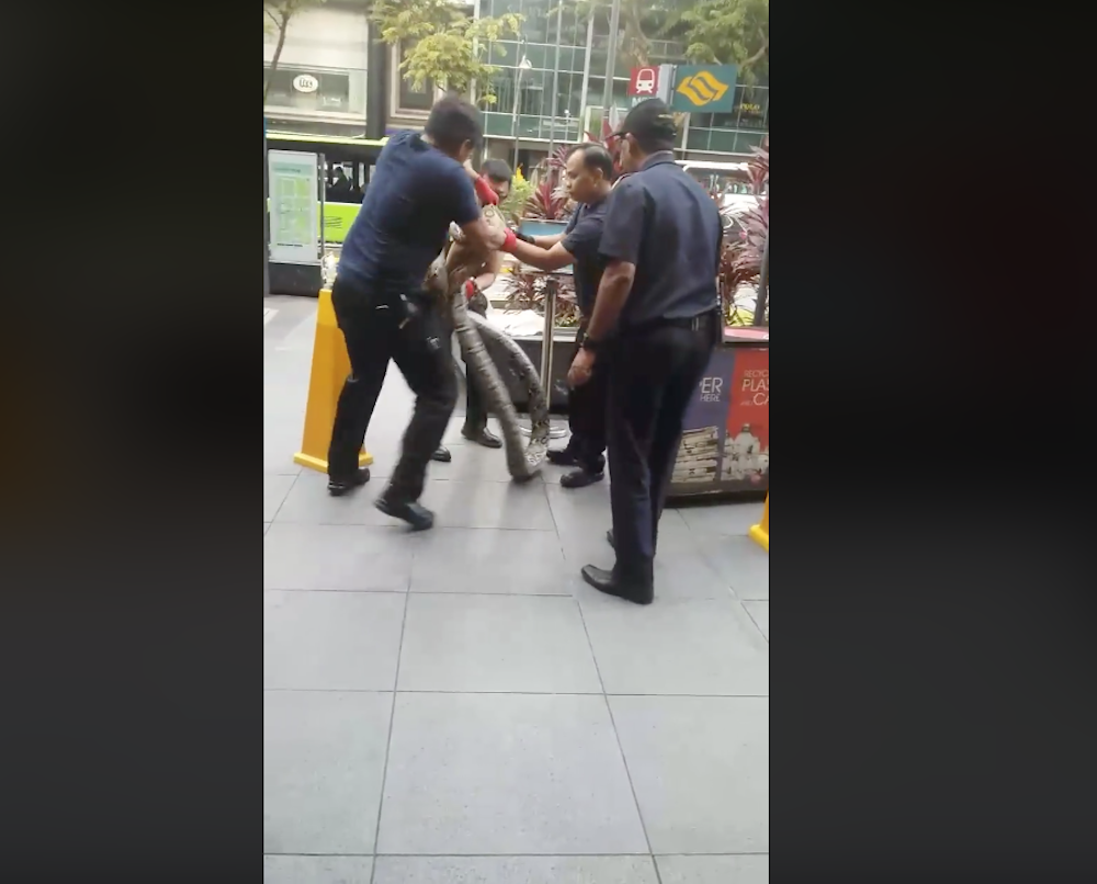 Animal experts have criticised the poor handling of the snake. u00e2u20acu201d Screengrab from YouTube