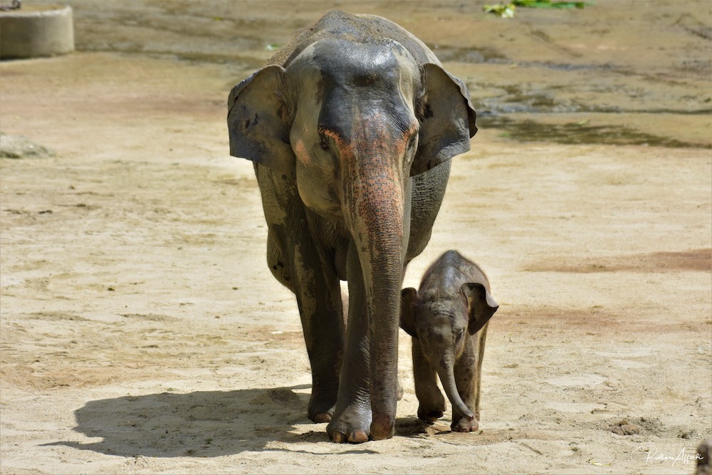 Taiping with her newborn calf. The baby was born on December 30 and now weighs between 80kg and 90kg. u00e2u20acu201d Picture courtesy of Taiping Zoo