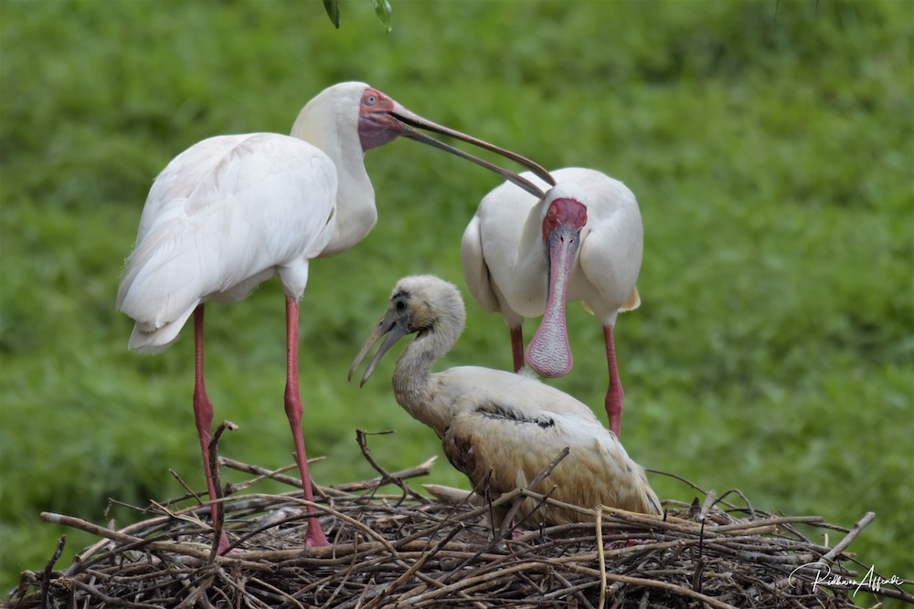 The baby African spoonbill bird with its parents. It was also born on December 30. With its birth, the zoo now has three African spoonbill birds. — Picture courtesy of Taiping Zoo