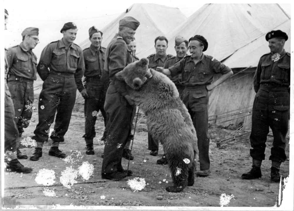 An undated handout made available by the Polish Institute and Sikorski museum shows bear Wojtek among the soldiers of the 22nd Polish Artillery Company in 1943. u00e2u20acu201d AFP pic