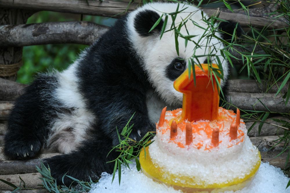 A female one-year-old panda cub sits next to her birthday cake during a celebration at Malaysia's national zoo in Kuala Lumpur on January 14, 2019. u00e2u20acu201d AFP pic