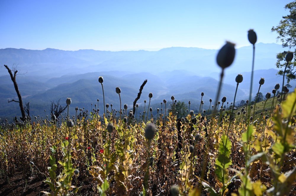 An illegal poppy field is seen in Hopong, Shan State February 3, 2019. — AFP pic