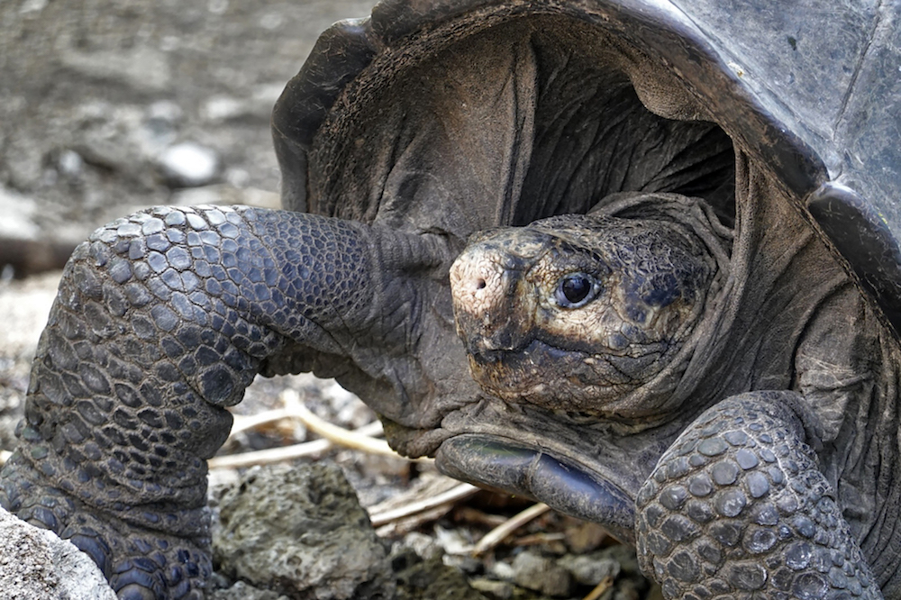 A specimen of the giant Galapagos tortoise Chelonoidis phantasticus, thought to have gone extinct about a century ago, is seen at Galapagos National Park on Santa Cruz Island in the Galapagos Archipelago February 19, 2019. u00e2u20acu201d AFP pic