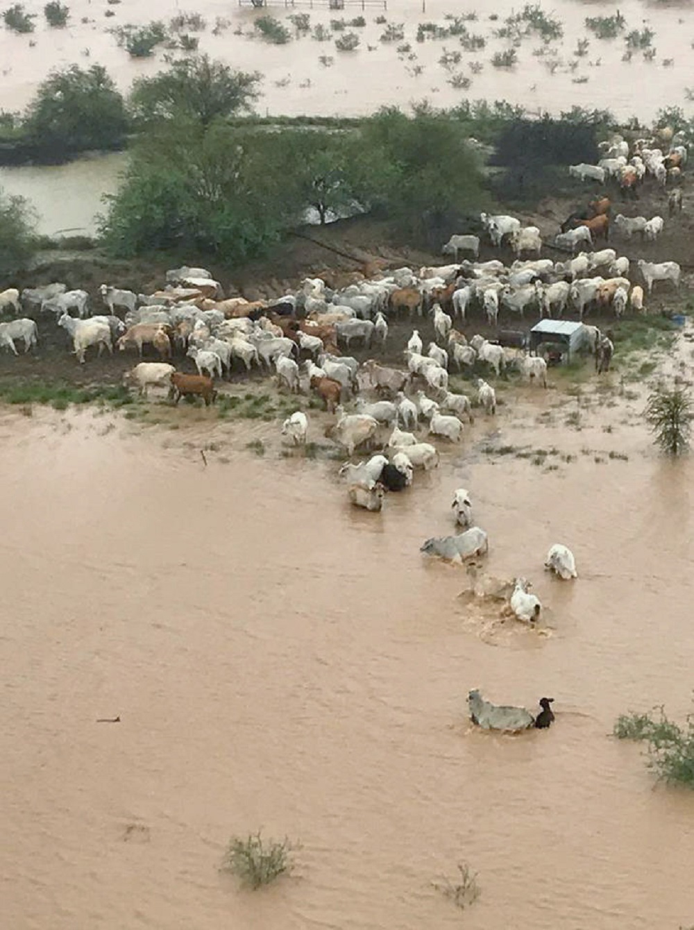 Stranded cows are seen surrounded by floodwater in Queensland, Australia February 5, 2019. u00e2u20acu201d Picture by Cowan Downs Station via Reuters