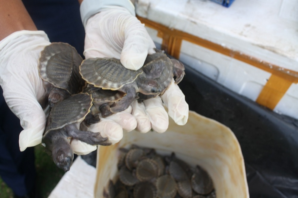 The protected turtles, identified as carettochelys insculpta turtles, were packed in seven boxes. — Picture courtesy of MMEA