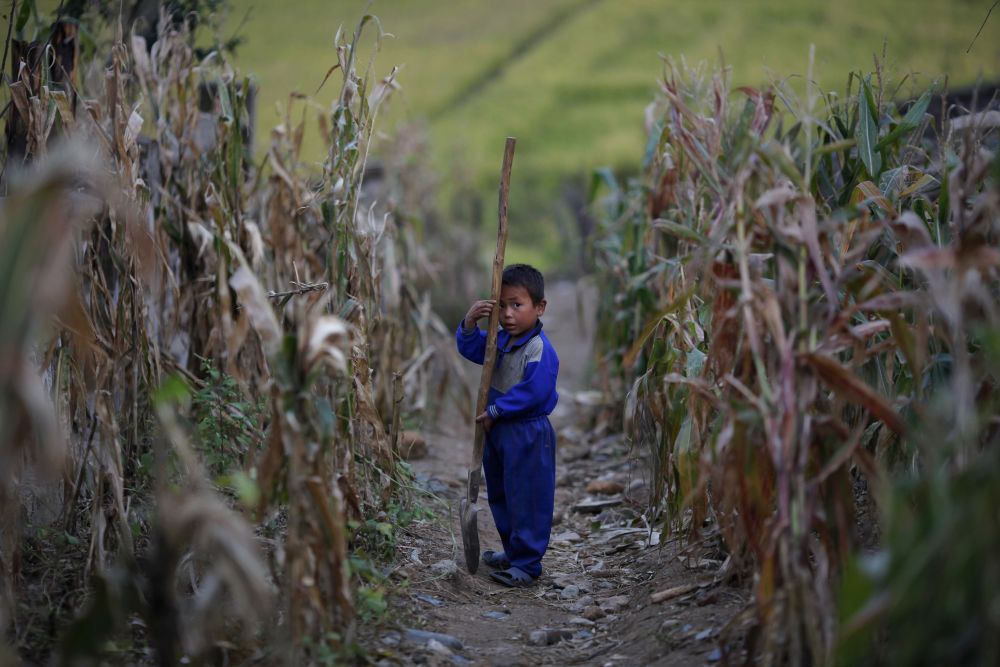 A North Korean boy holds a spade in a corn field in area damaged by recent floods and typhoons in the Soksa-Ri collective farm in the South Hwanghae province September 29, 2011. u00e2u20acu201d Reuters pic