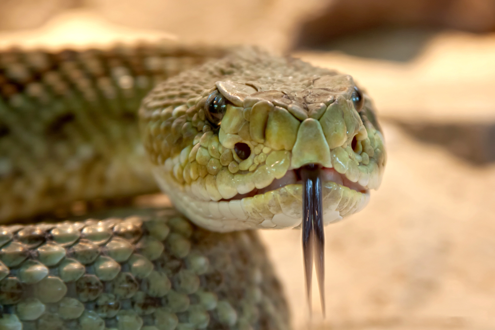 An Indian woman tied the knot with a snake in an unusual wedding. — Stock picture