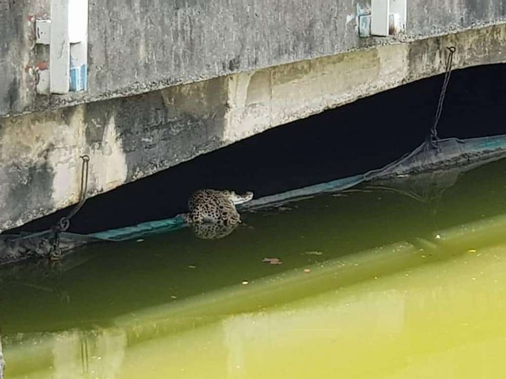 Gambar seekor anak buaya tembaga di Taman Tasik Shah Alam yang masih belum dapat ditangkap Perhilitan.