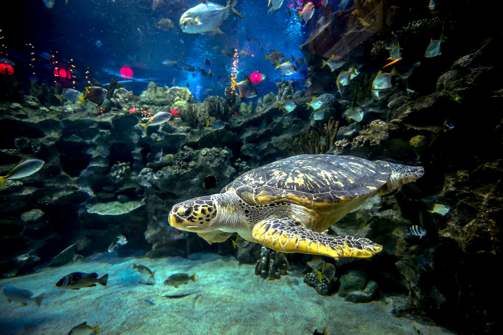 A female turtle named Kismet swims by at the aqua theatre. — Picture by Firdaus Latif