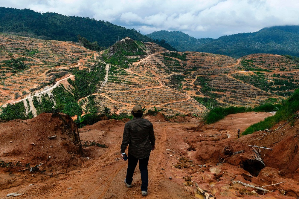 A worker for a non-governmental organisation walking in a durian plantation in Raub December 19, 2018. u00e2u20acu201d AFP pic