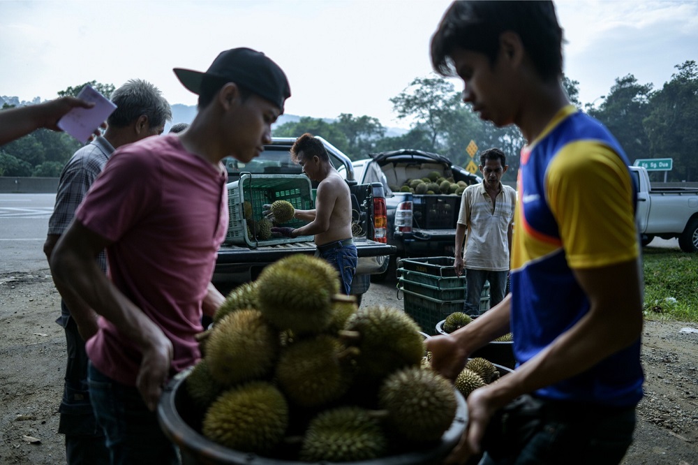 Workers carry durians at a farm in Karak  July 24, 2018. 