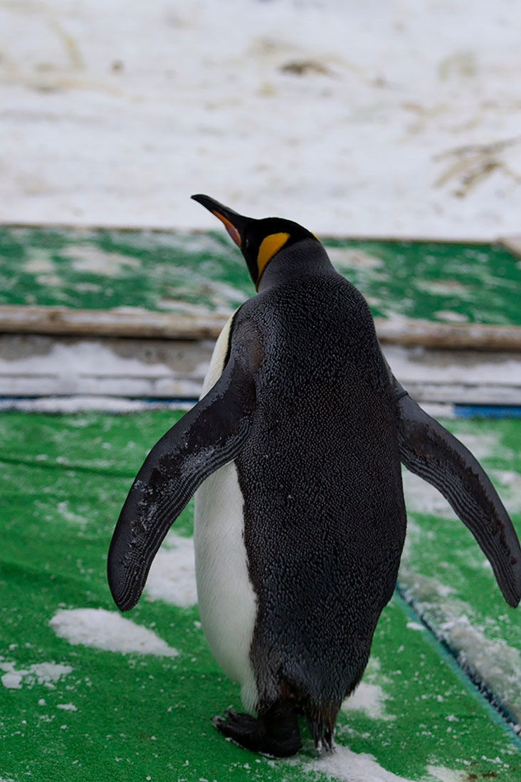 The first King Penguin to leave the Pengin-Kan (“Penguin House”).